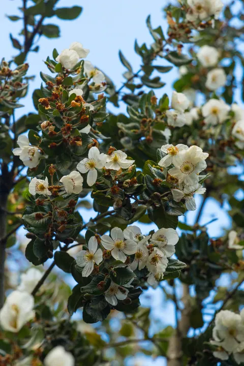 Ramas de un Ulmo en plena floración contra el cielo del sur de Chile