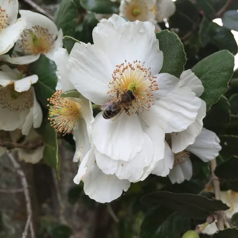 Abeja en flor de Ulmo