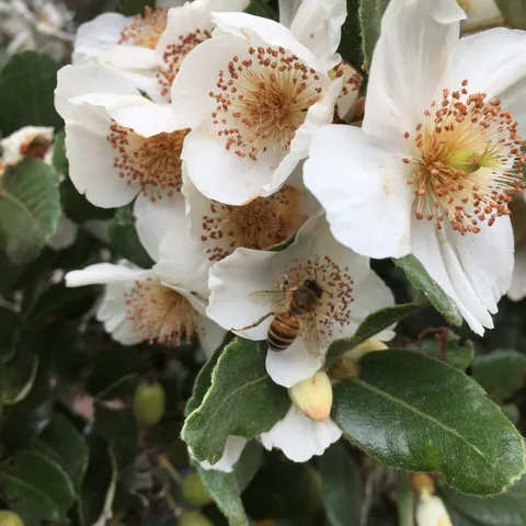 Racimo de flores de Ulmo visitado por una abeja