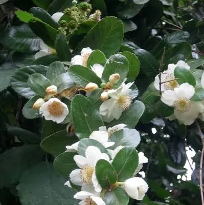 Rama de Ulmo con botones y flores