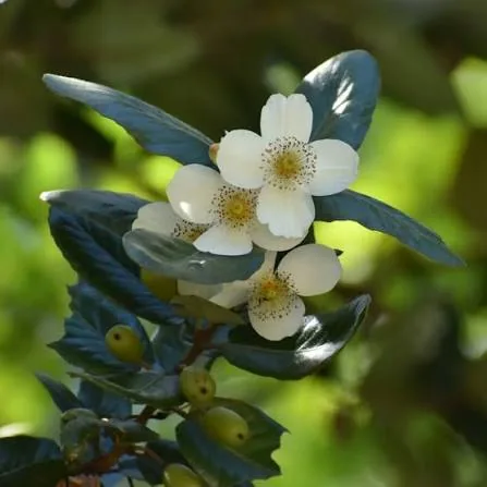 Flores de Ulmo entre hojas